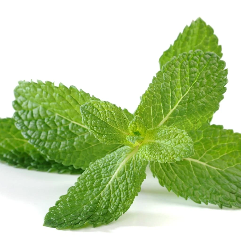 Pudina (Mentha) used in Quality Gripe Water